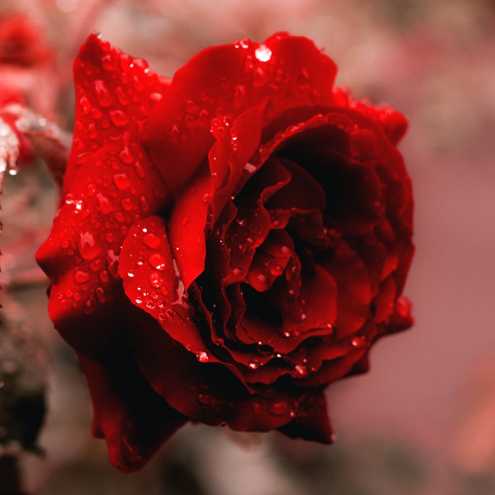 Roses