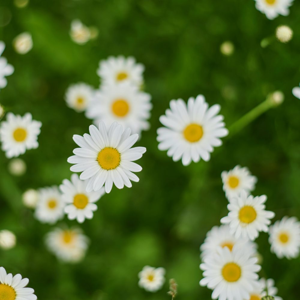 Chamomile