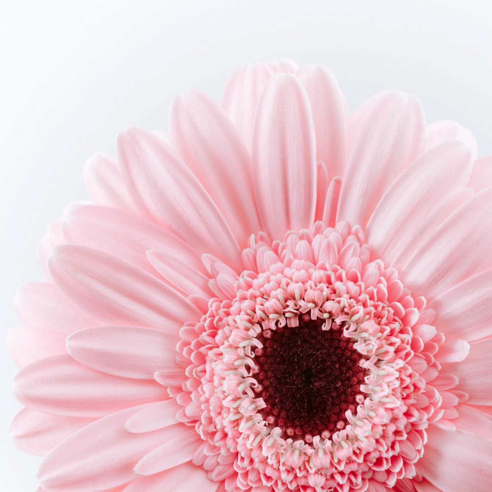 Gerbera Daisy