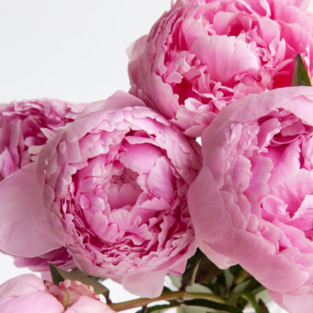 Peonies