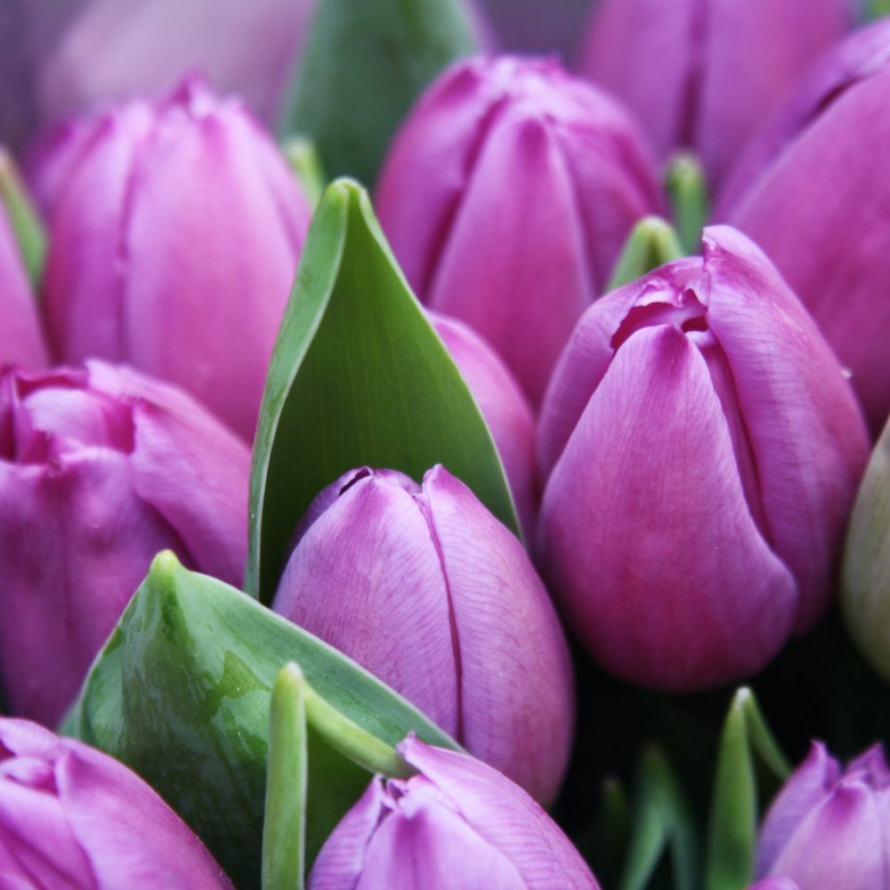 Tulips