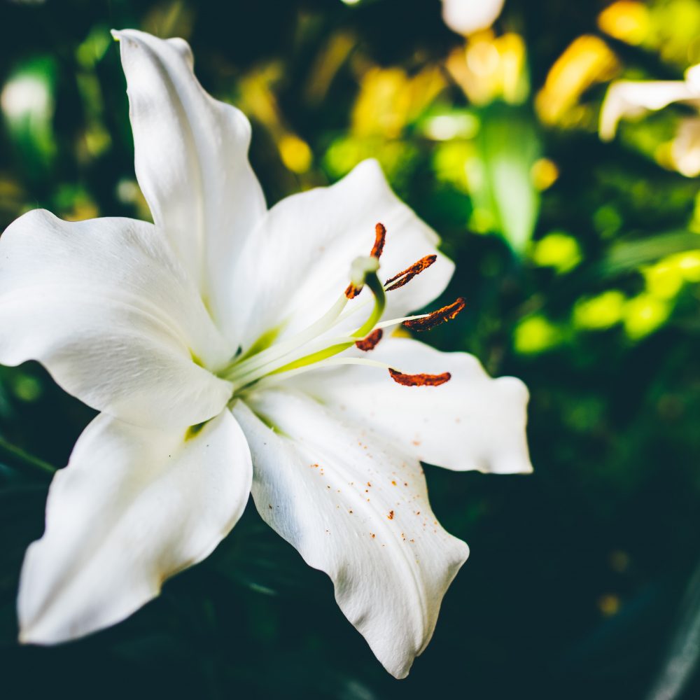 Lilies
