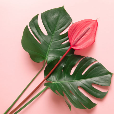 Anthurium