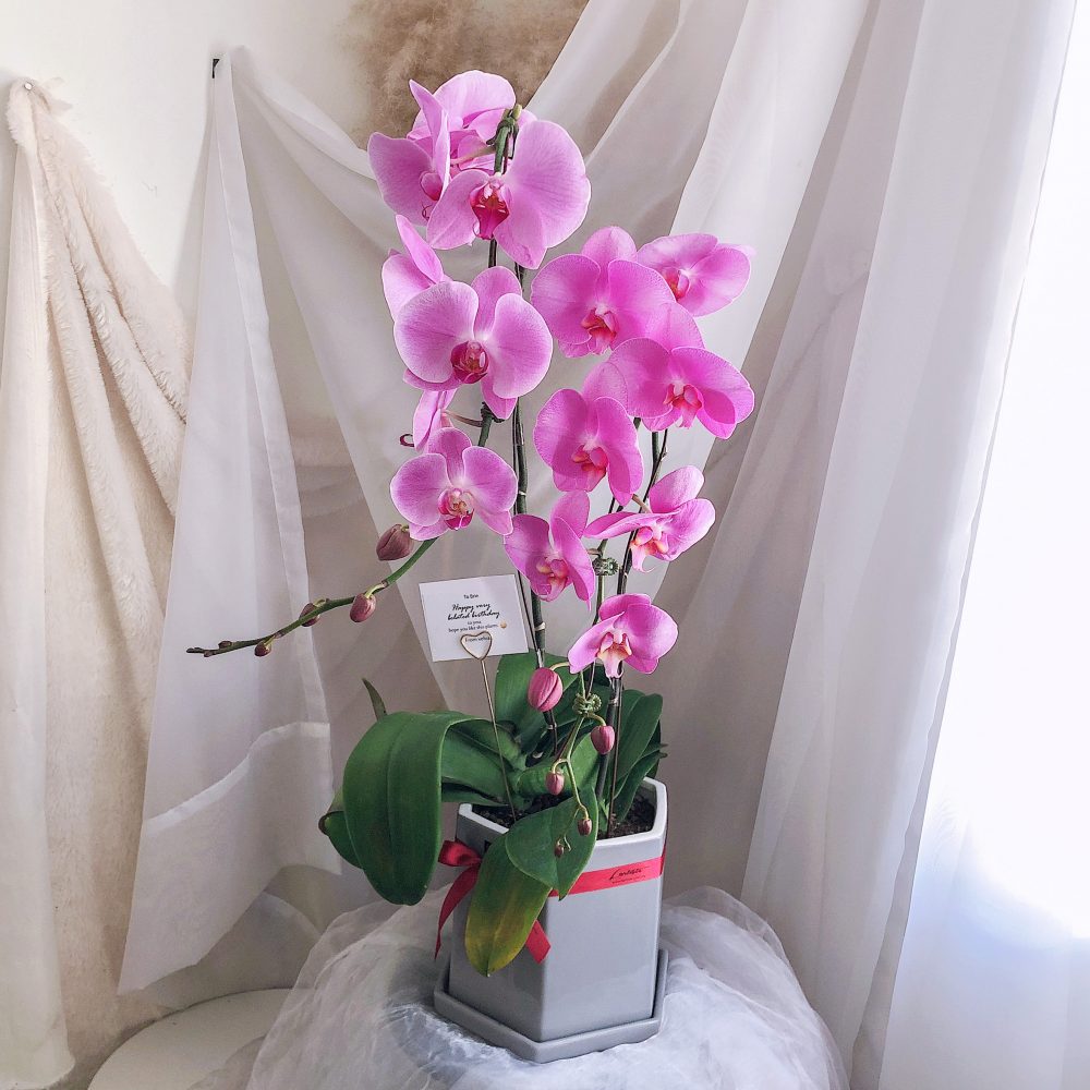 Imported Potted Orchid