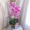 Imported Potted Orchid
