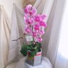 Imported Potted Orchid