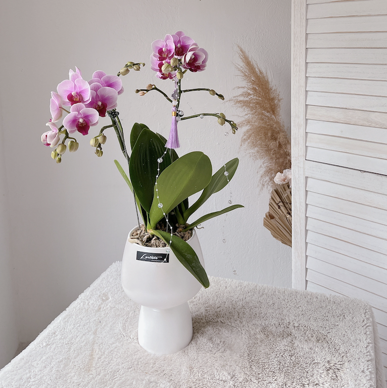F07 Orchid Grace