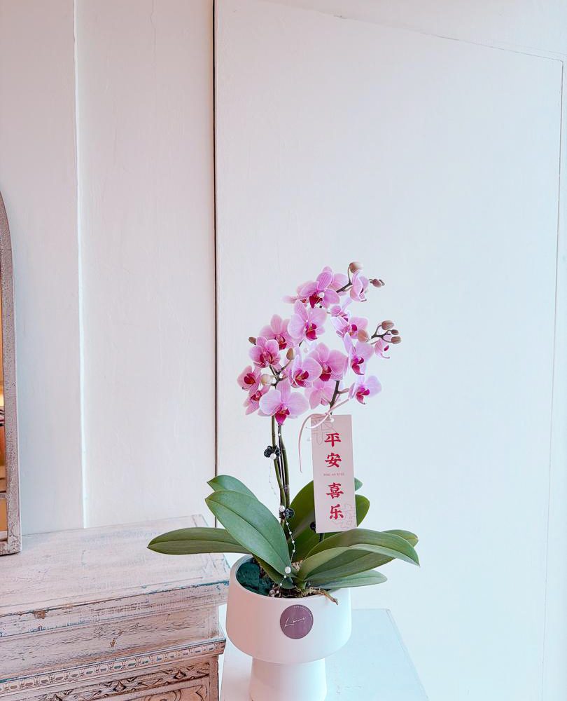 Fresh Potted Orchids
