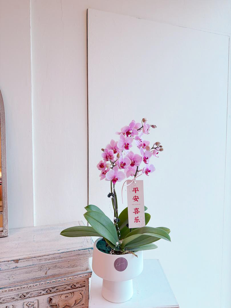 Fresh Potted Orchids