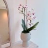 Timeless Orchid in Pot
